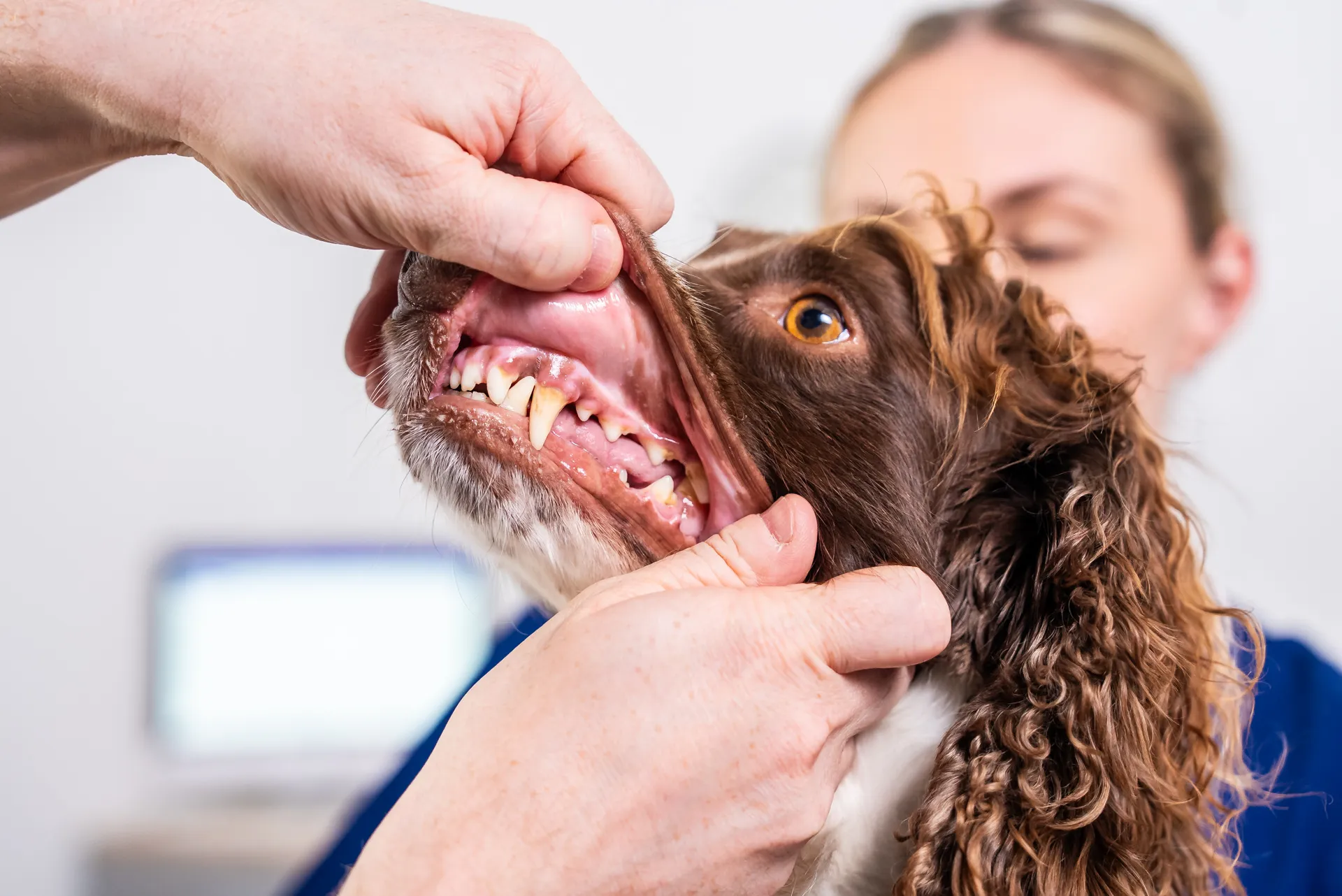 Veterinarian or pet owner lifting a brown dog's lip to show its teeth and gums during a dental check.