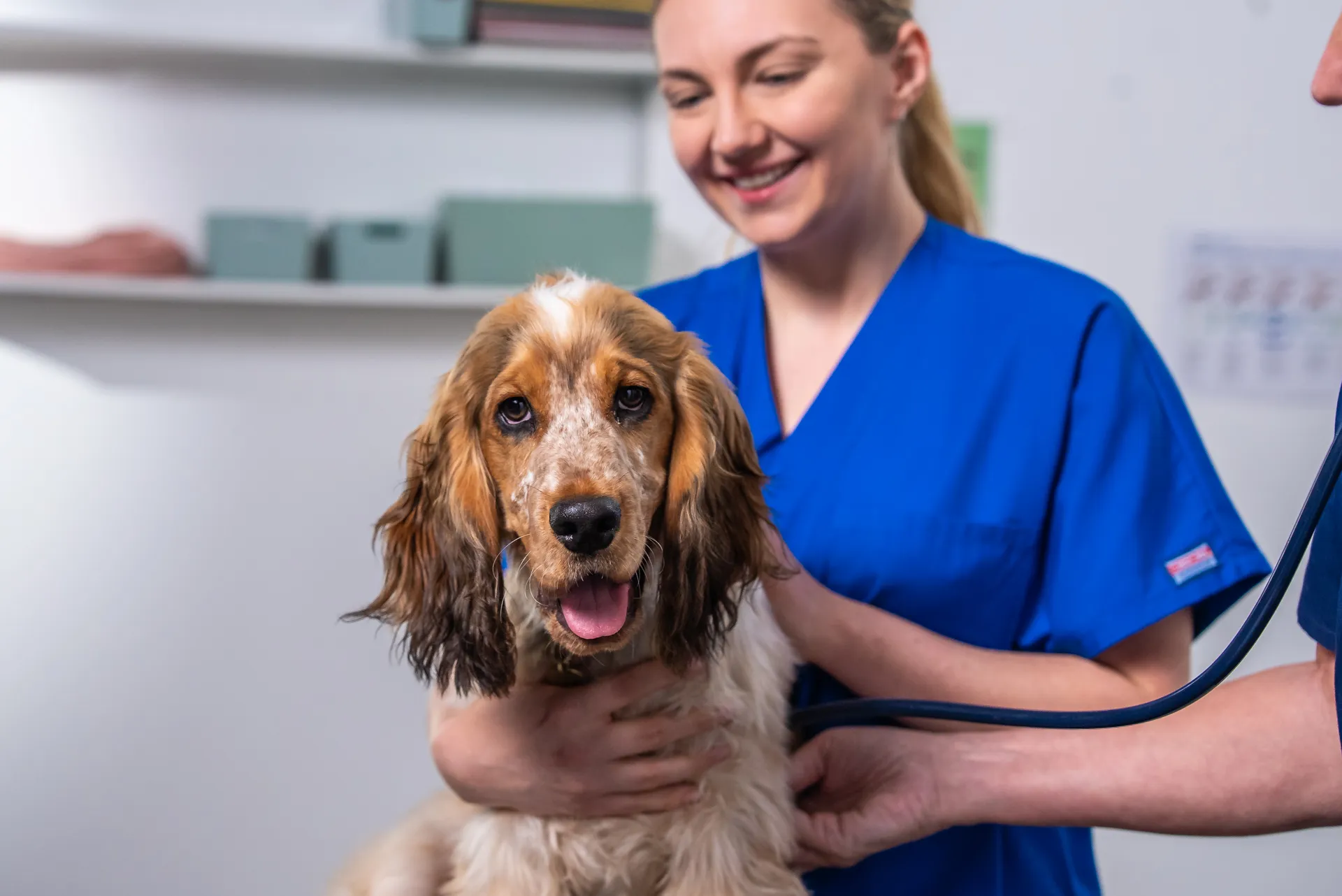 Happy cocker spaniel dog being examined with a stethoscope by a female veterinarian in blue scrubs.