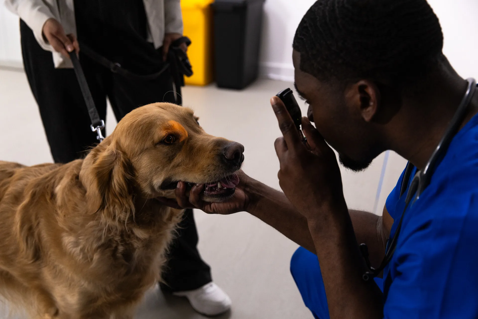 Veterinarian in blue scrubs examining a golden retriever dog's eyes with an ophthalmoscope while owner holds the leash.