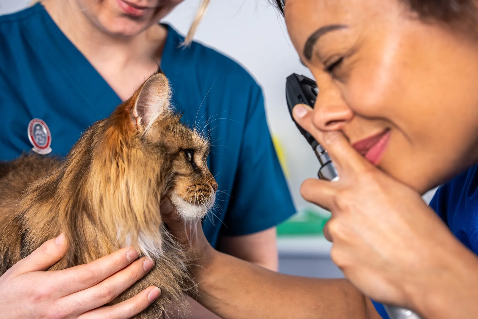 Veterinarian examining a cat's ear using an otoscope while the cat is held by another person in blue scrubs.