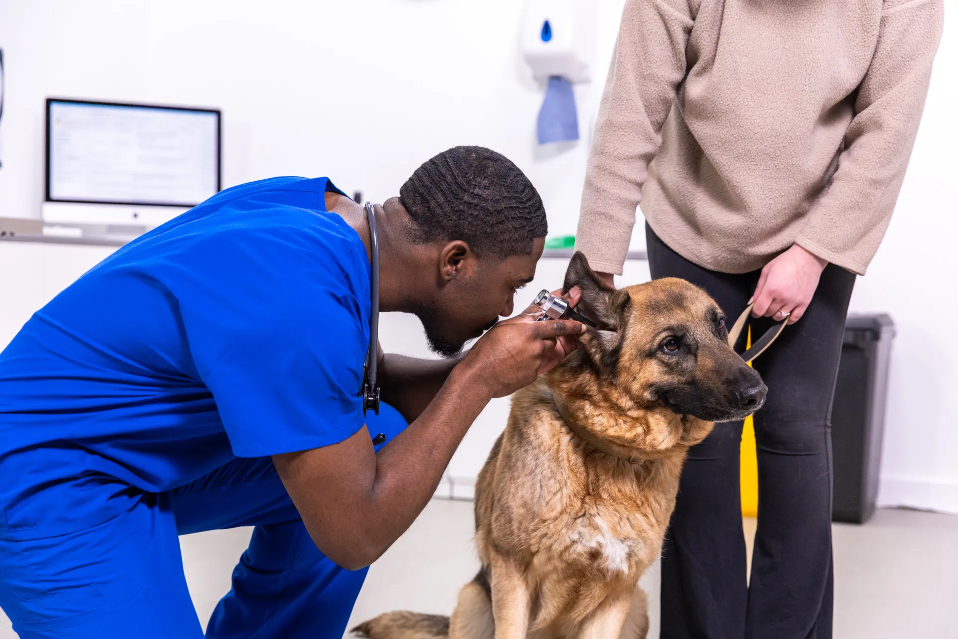 Veterinarian in blue scrubs examining a German Shepherd dog's ear while the owner holds its collar.