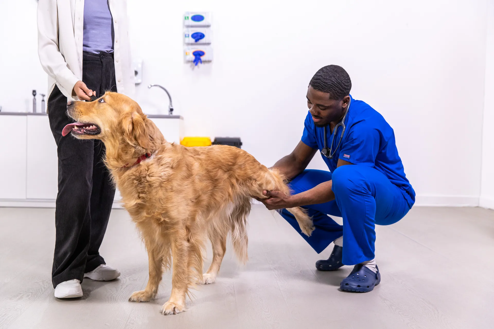 Veterinarian in blue scrubs examining the hind leg of a golden retriever while the owner offers a treat in a veterinary clinic.