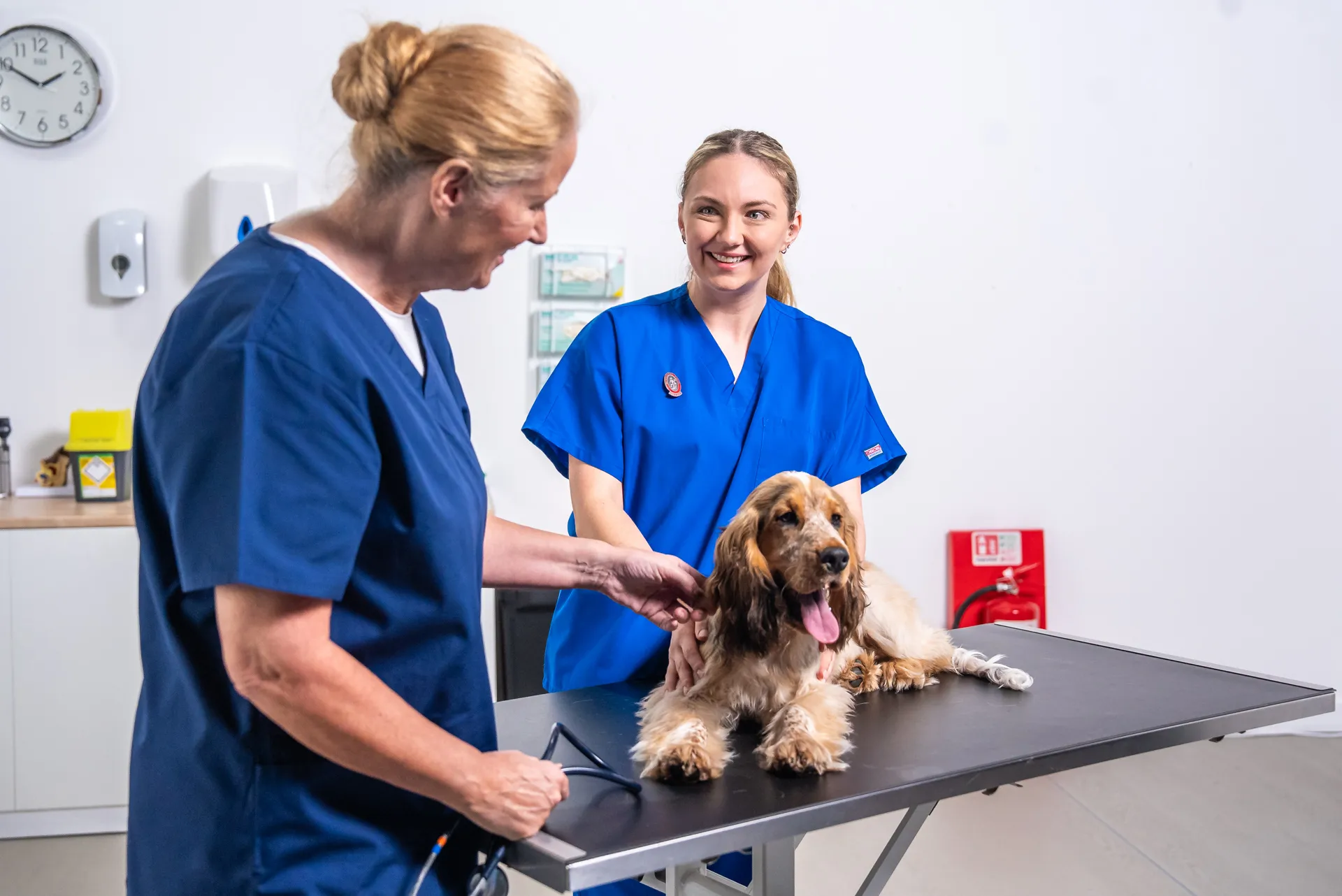 Two female veterinarians in blue scrubs examining a happy brown and white dog lying on a vet table.