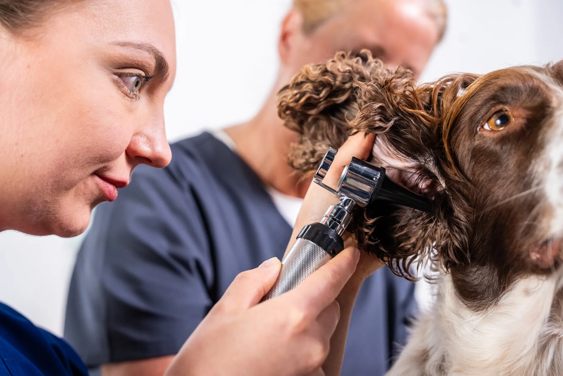 Veterinarian examining a brown and white dog's ear with an otoscope.