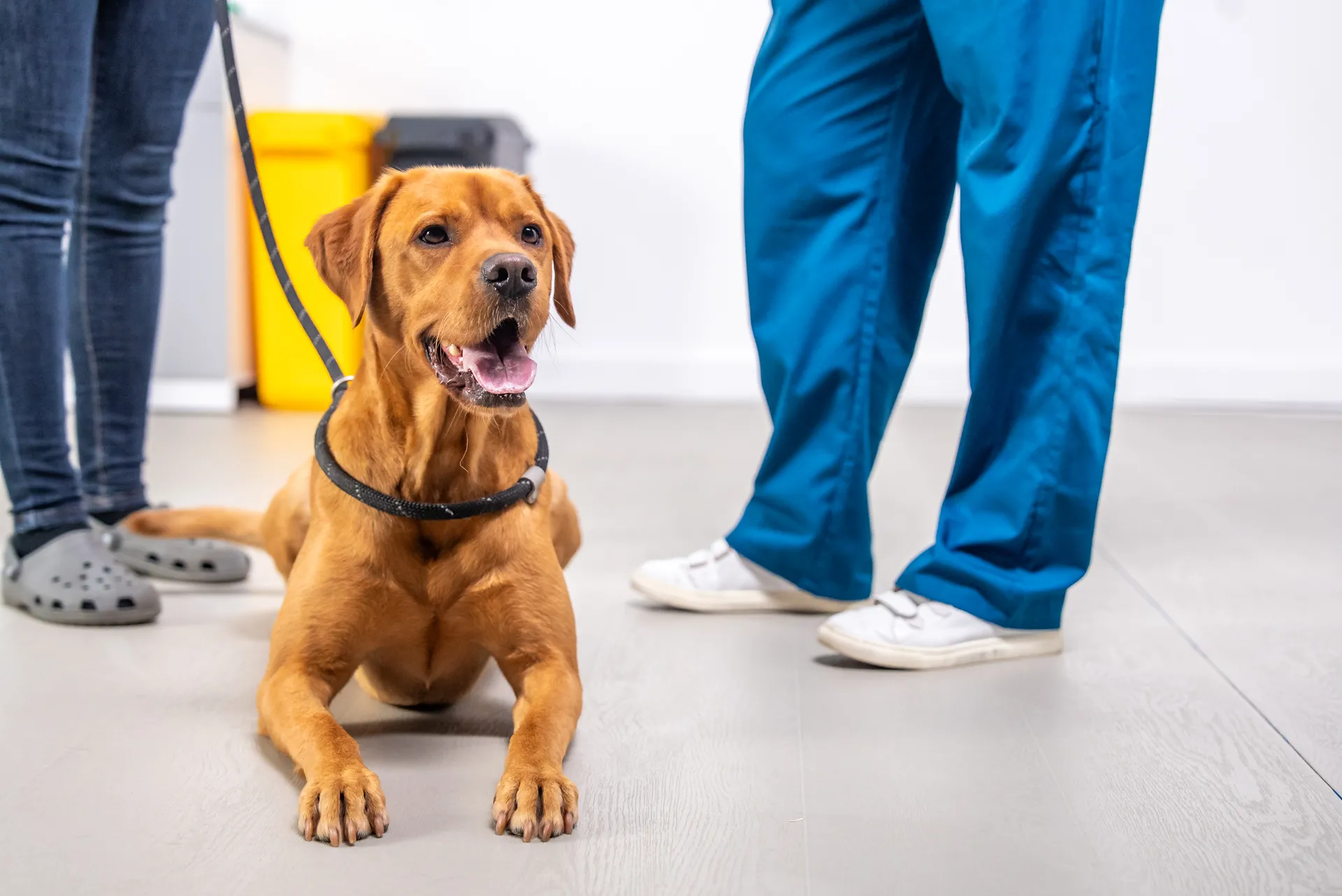 Happy brown dog lying on the floor on a leash between a person in jeans and another in blue scrubs and white shoes.
