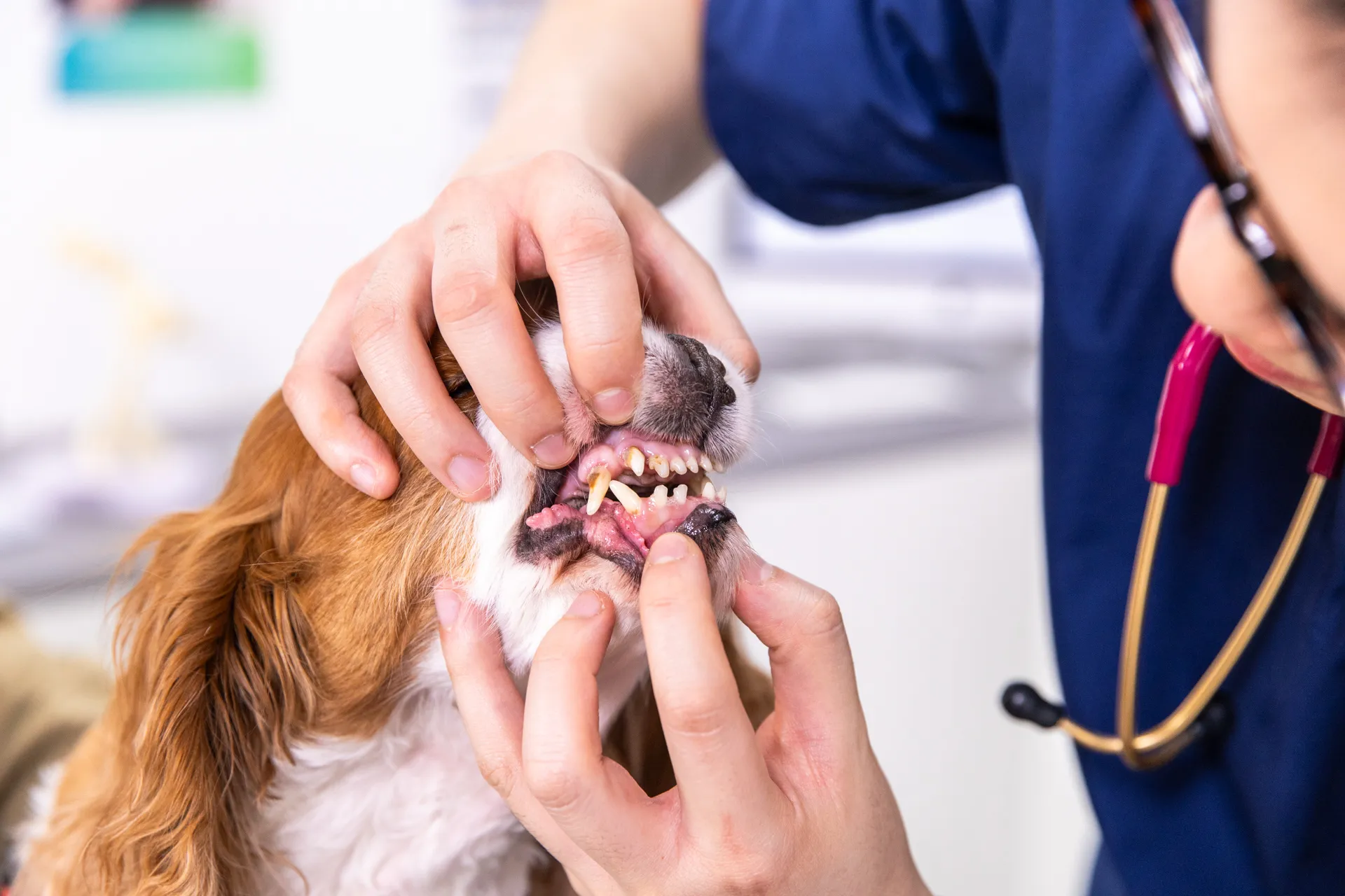 Veterinarian examining a small dog's teeth and gums in a veterinary clinic.