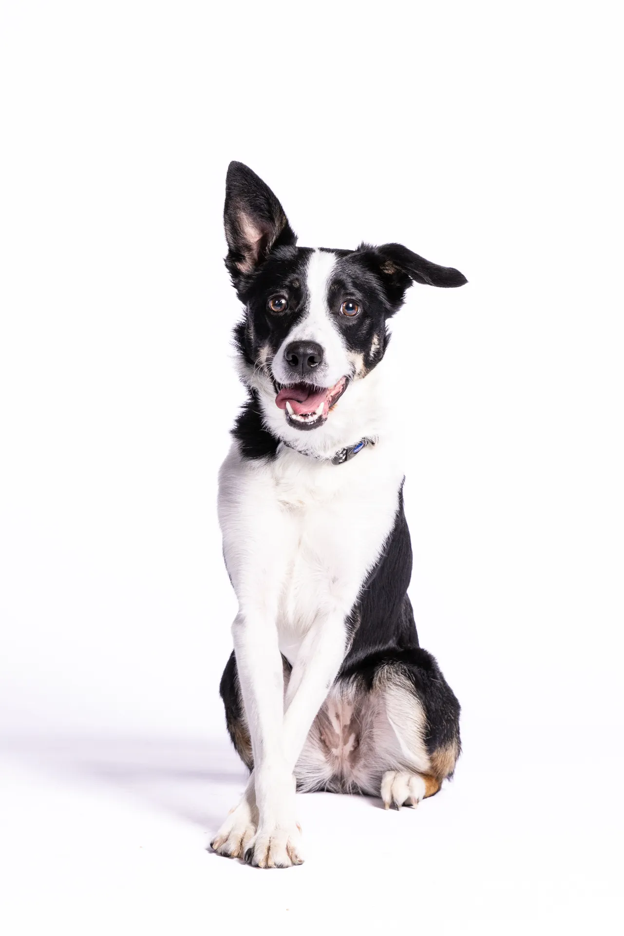 Black and white Border Collie dog sitting with crossed front paws and one ear up.