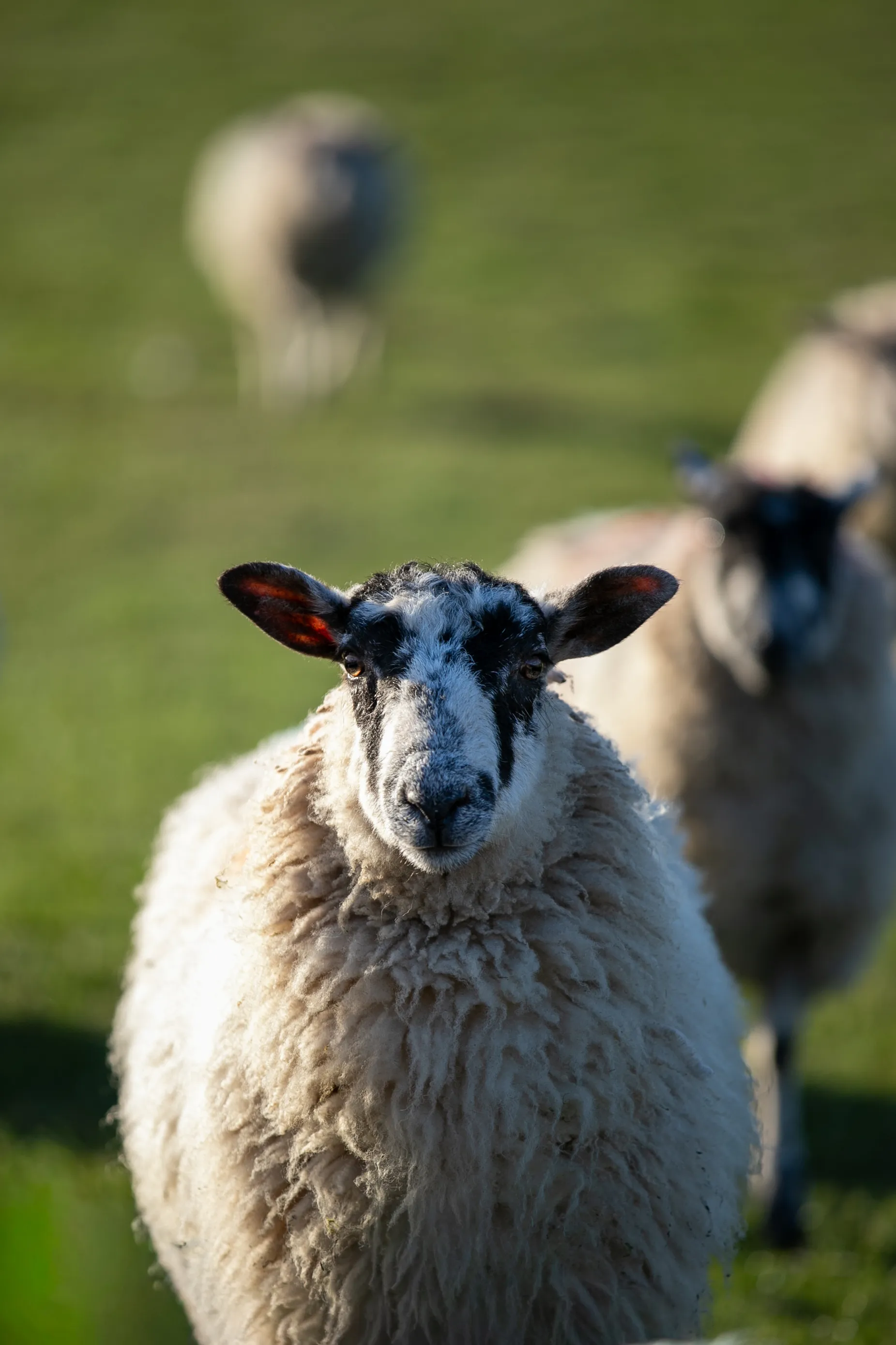 Close-up of a fluffy white sheep with black patches on its face standing on green grass, with two blurred sheep in the background.