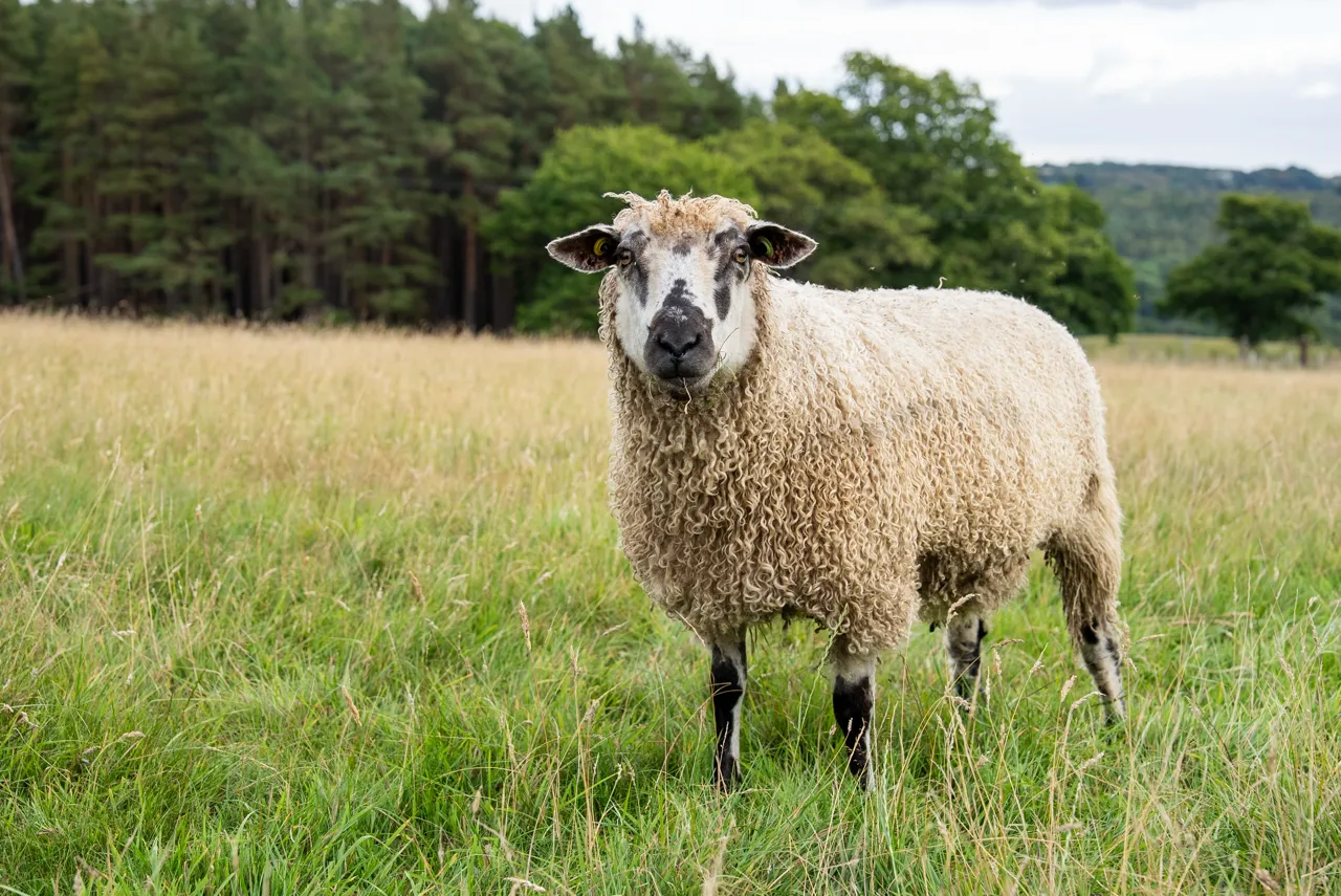Curly wool sheep with black and white face standing in a grassy field with trees in the background.
