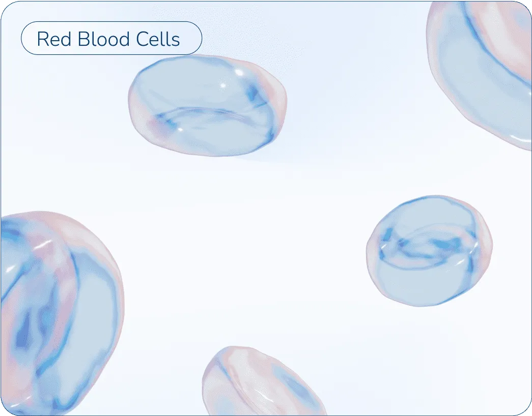 3D shapes of red blood cells.
