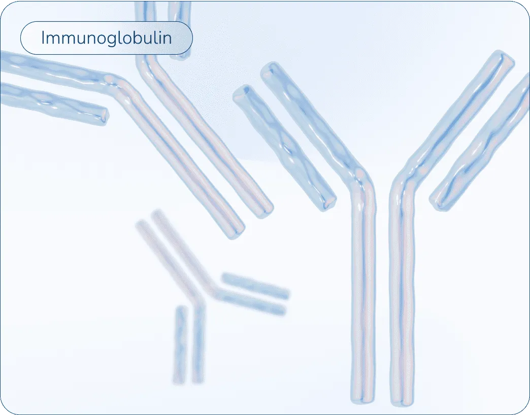3D shapes of immunoglobulins.