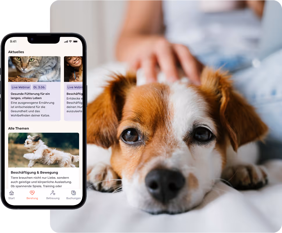 Ein braun-weißer Hund wird gestreichelt. Daneben ist die heycare-App auf einem Smartphone zu sehen.