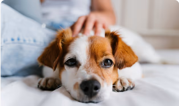 Ein braun-weißer Hund liegt auf einem Sofa und wird gestreichelt.