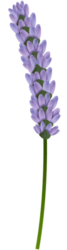 Lavender flowers
