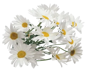 Chamomile flowers