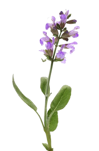 Valerian flower