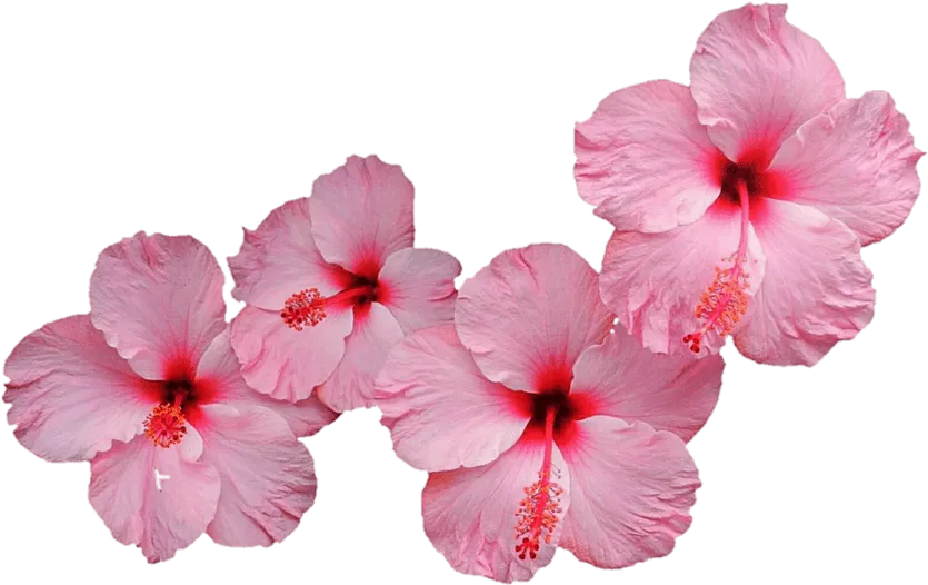 Hibiscus plant