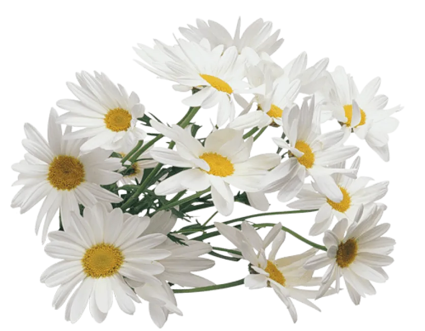Melatonin flower