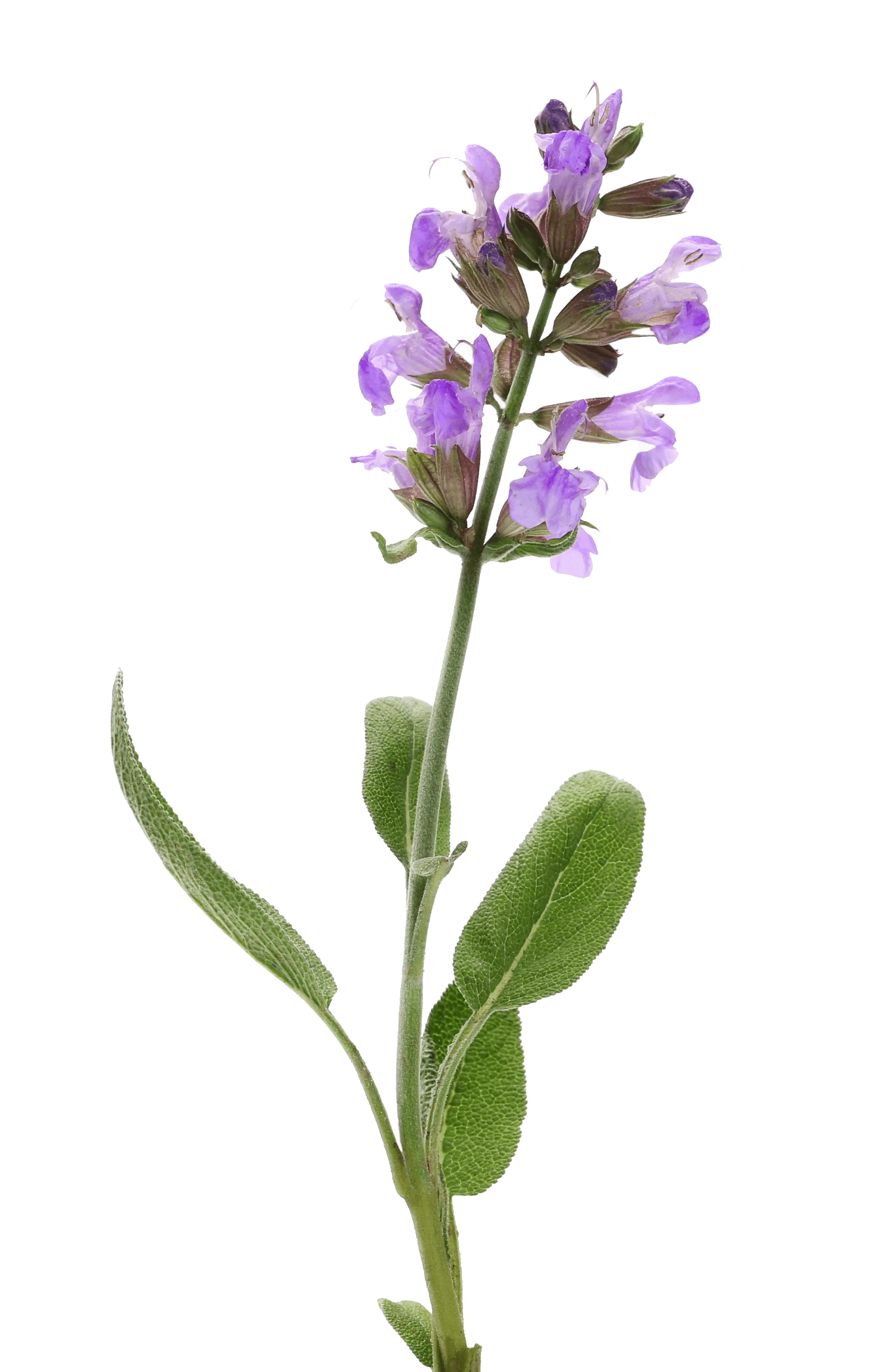 Valerian flower