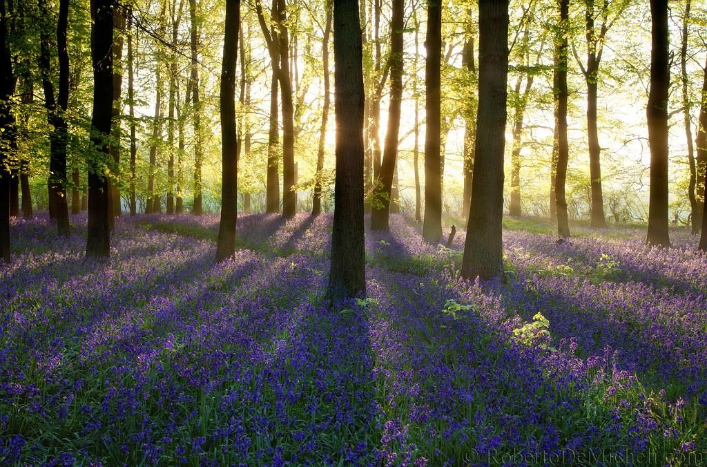 Springtime Bliss