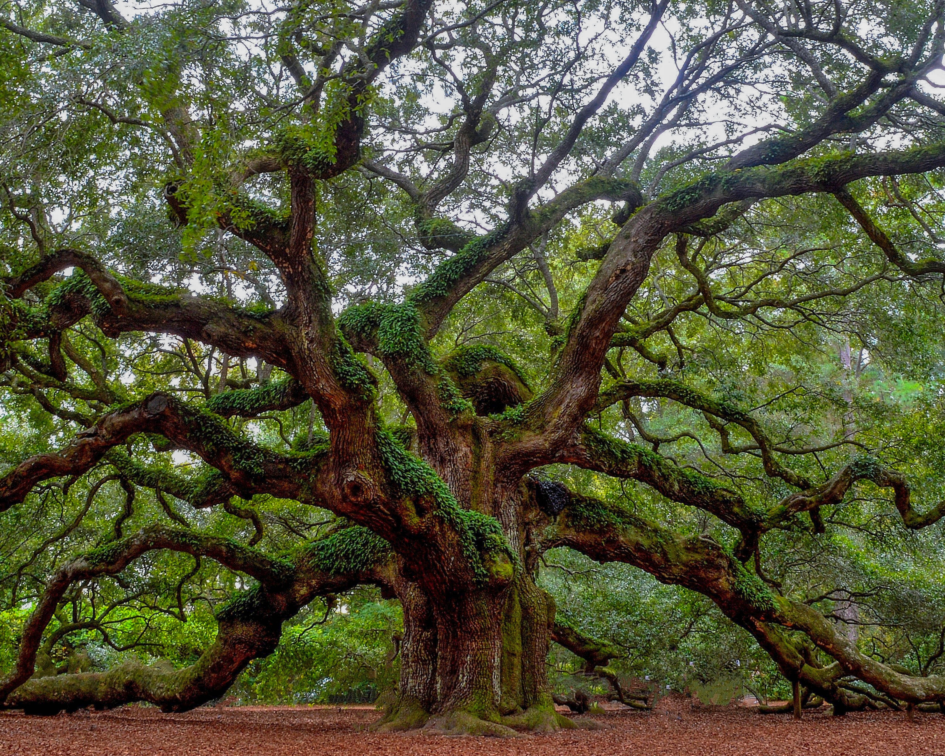 Oak Membership