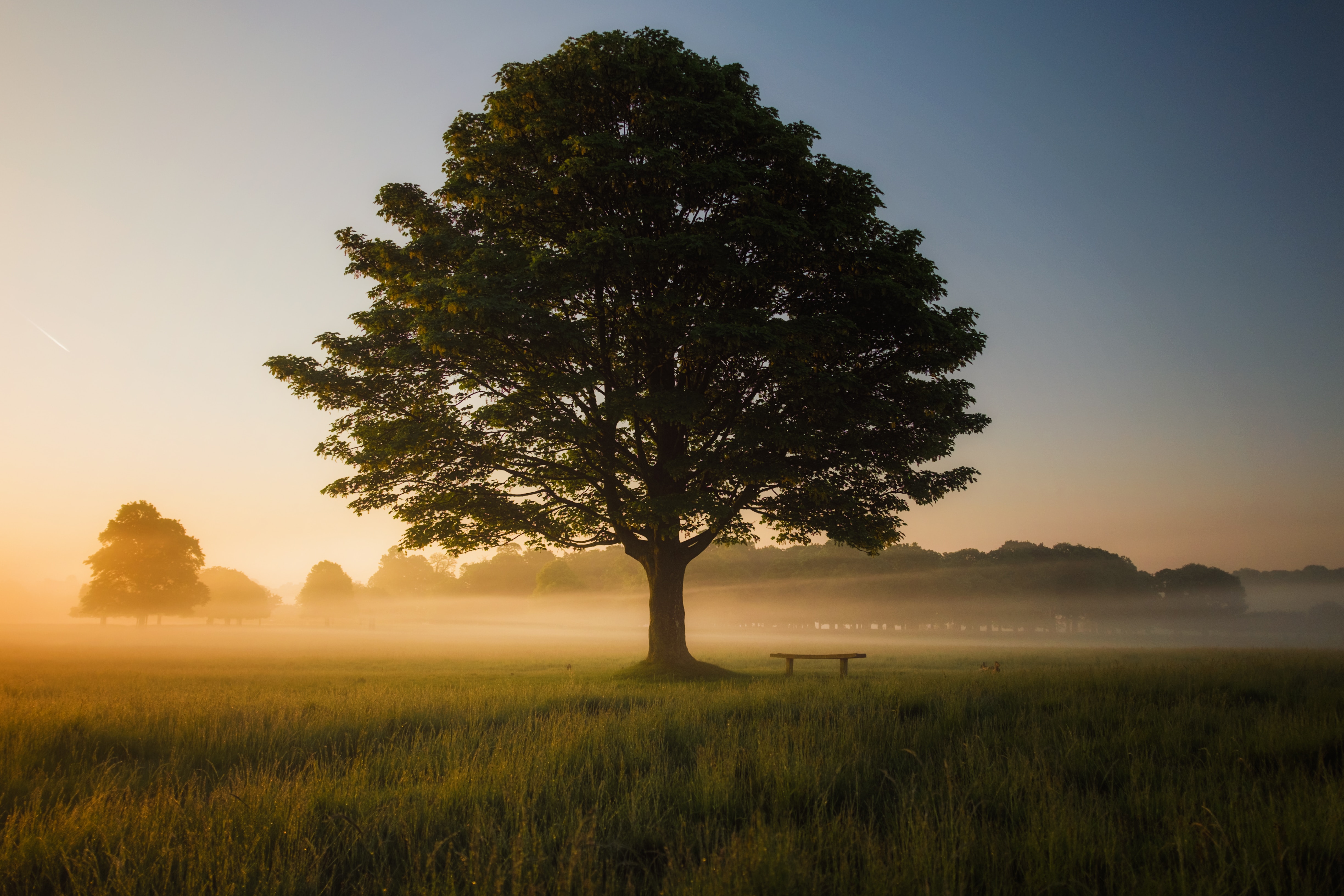 Chestnut Membership