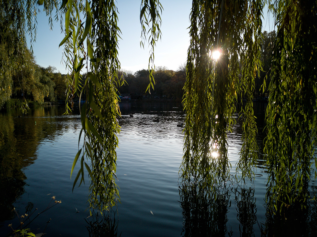Willow Membership