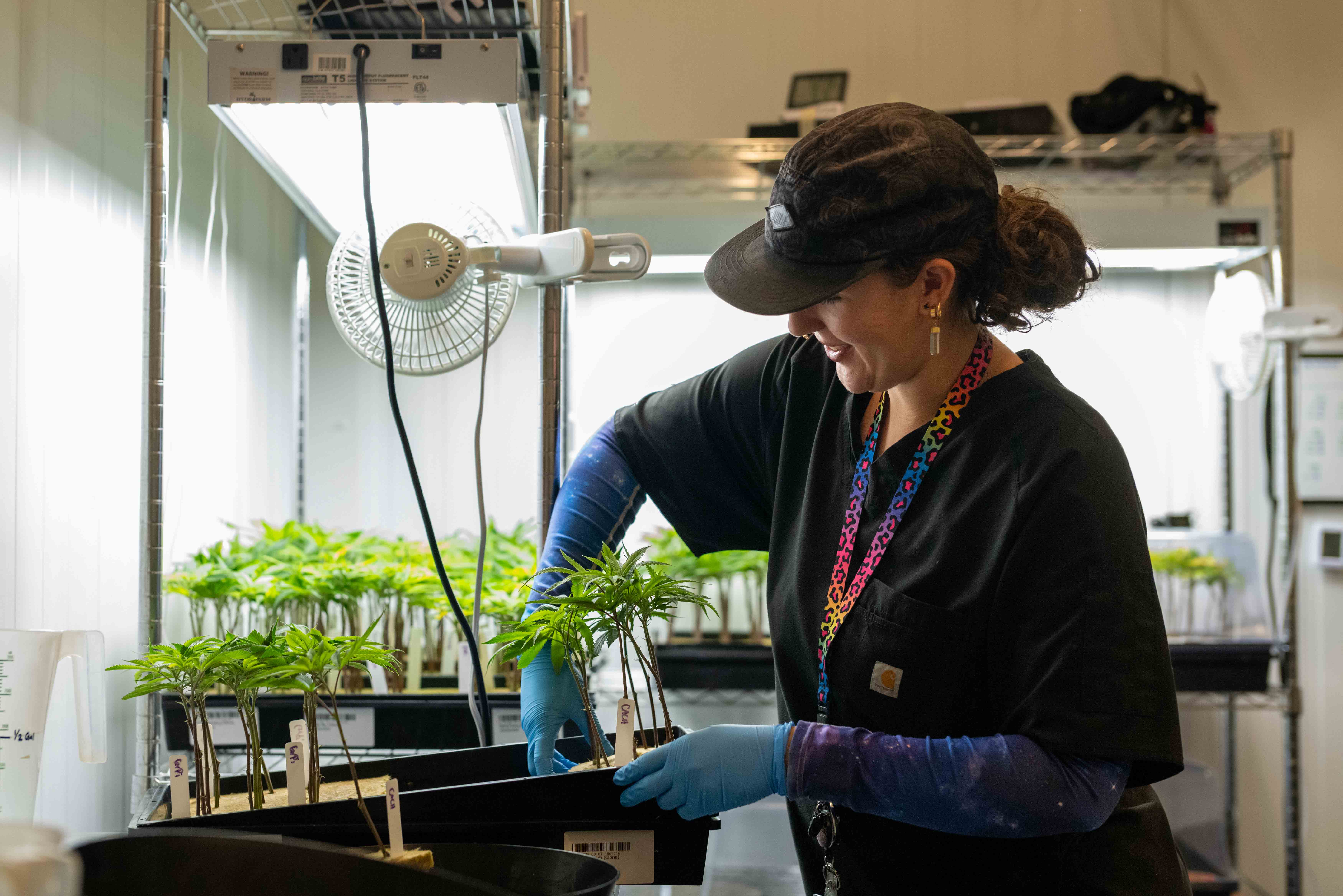 Dos manos en guantes de látex azules sostienen con cuidado una flor de marihuana medicinal del tallo.