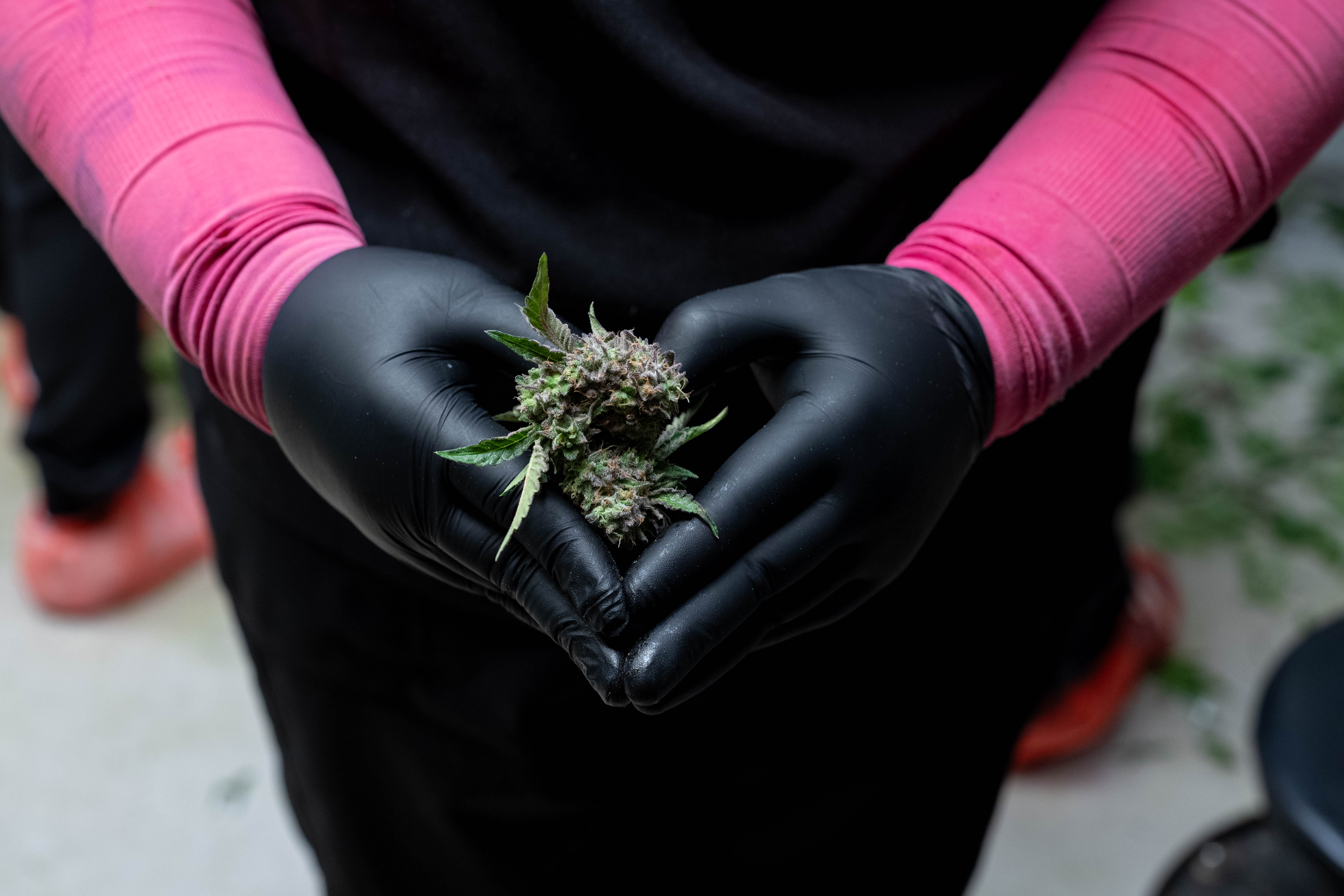 Gloved hands, one wearing pink sleeves, cupped in a heart shape around a freshly trimmed cannabis flower during harvest at The Source.