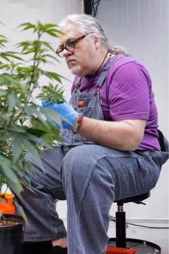 A man works in the Grow room at The Source cannabis dispensary in Rogers, Arkansas trimming marijuana leaves.