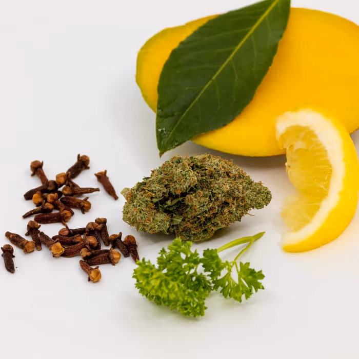 A couple of buds of cannabis flower sit on a white background surrounded by fruits which have the same terpenes: mango, lemon, cloves, parsley, and a bay leaf. 
