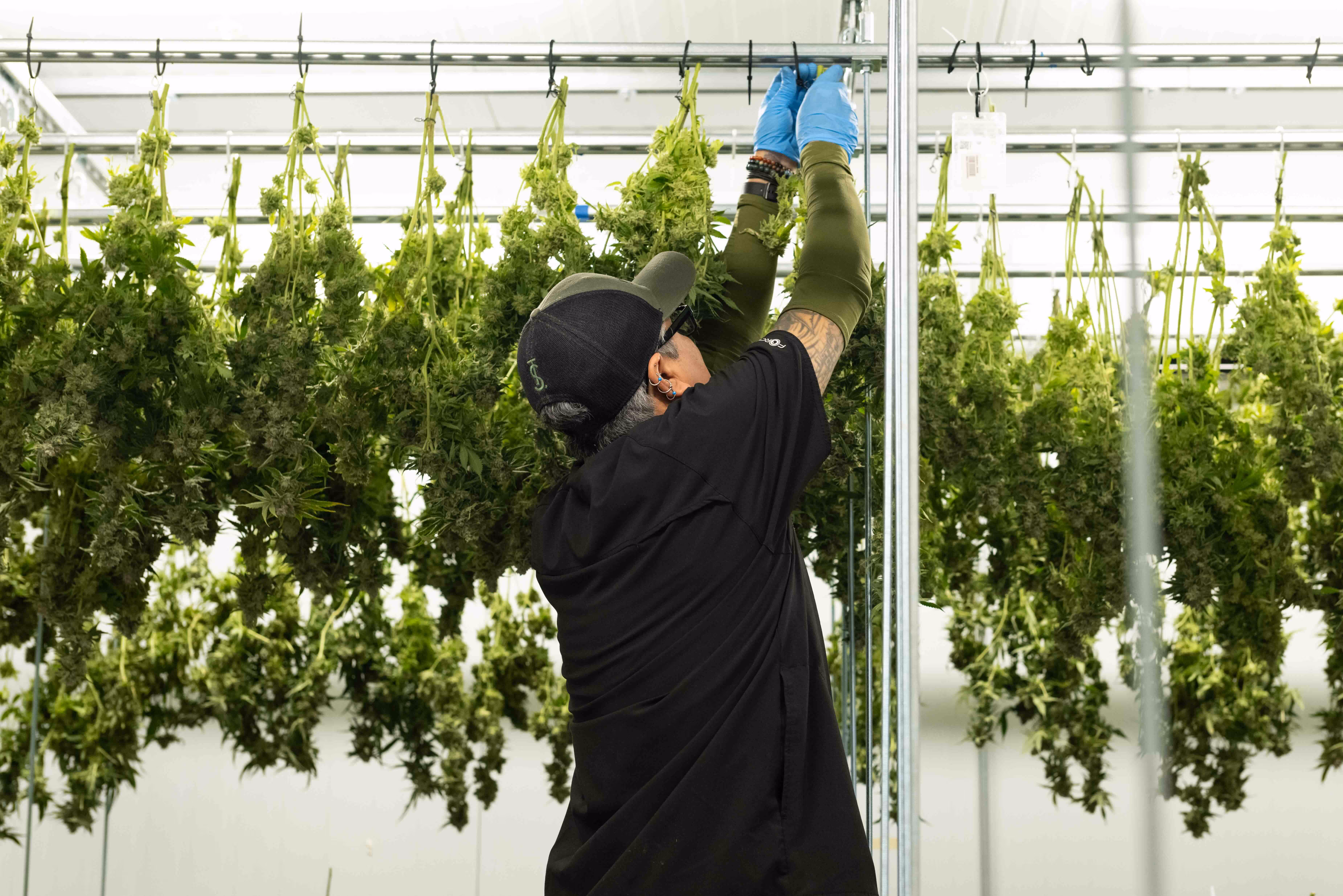 A man wearing black scrubs and blue gloves hangs cannabis plants upside down along a rack in a cure room.