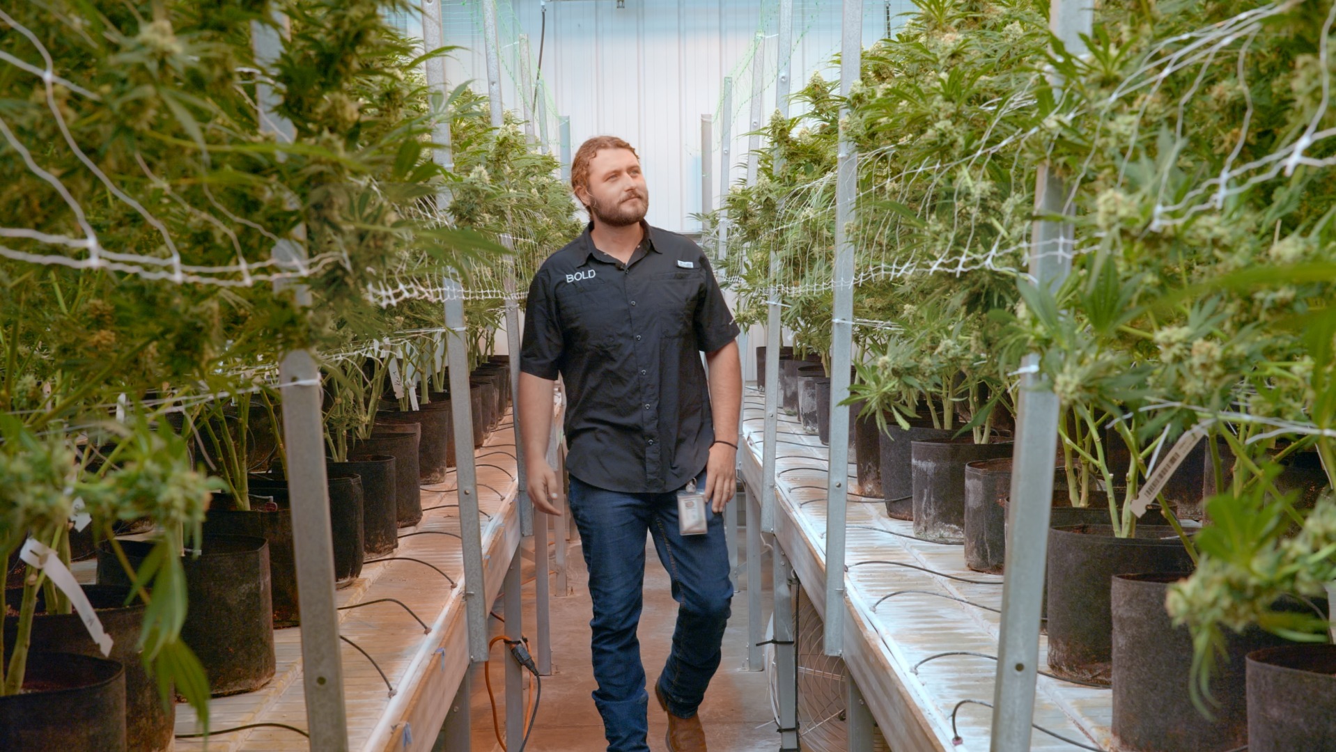 Grayson Faught BOLD Cannabis Director of Cultivation walking through BOLD’s greenhouse rows of mature cannabis plants in hydroponic growing system.