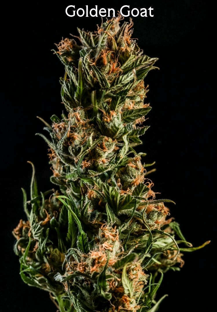BOLD Team’s Golden Goat strain flower bud showing dense trichome coverage and orange pistils on black background
