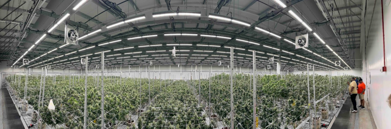 Inside Carpenter Farms cultivation facility showing rows of medical marijuana plants under professional grow lights in Arkansas's premier indoor cannabis operation.