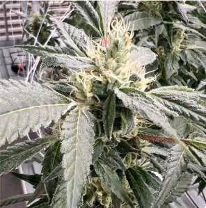 Close-up of premium Carpenter Farms cannabis flower showcasing dense trichome coverage on a high-THC Arkansas medical marijuana strain