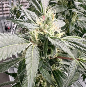 Close-up of premium Carpenter Farms cannabis flower showcasing dense trichome coverage on a high-THC Arkansas medical marijuana strain