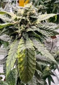 Close-up of premium Carpenter Farms cannabis flower showcasing dense trichome coverage on a high-THC Arkansas medical marijuana strain.