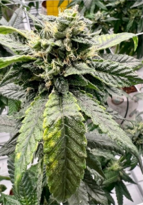 Close-up of premium Carpenter Farms cannabis flower showcasing dense trichome coverage on a high-THC Arkansas medical marijuana strain.