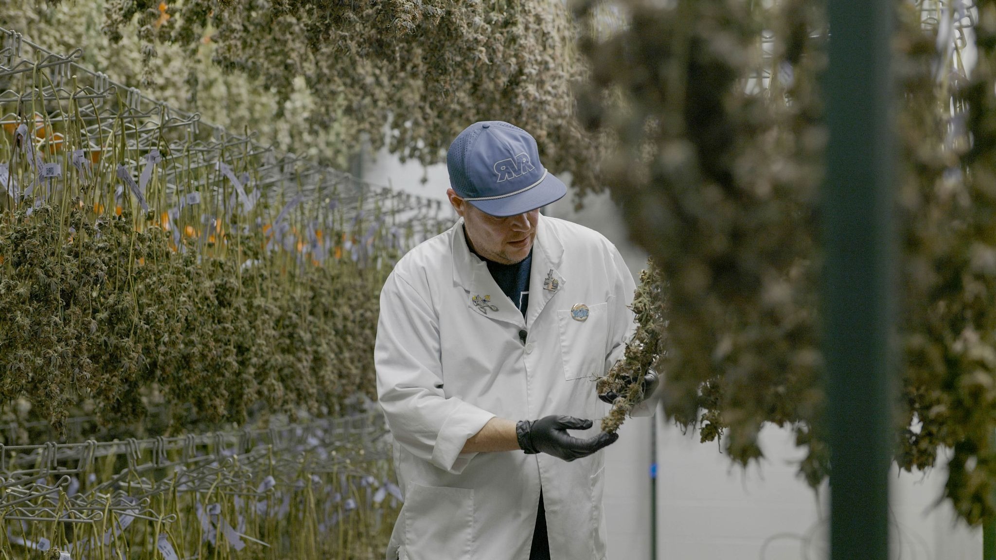 Cannabis cultivation worker in white lab coat and blue cap inspecting hanging marijuana plants inside Arkansas grow facility.
