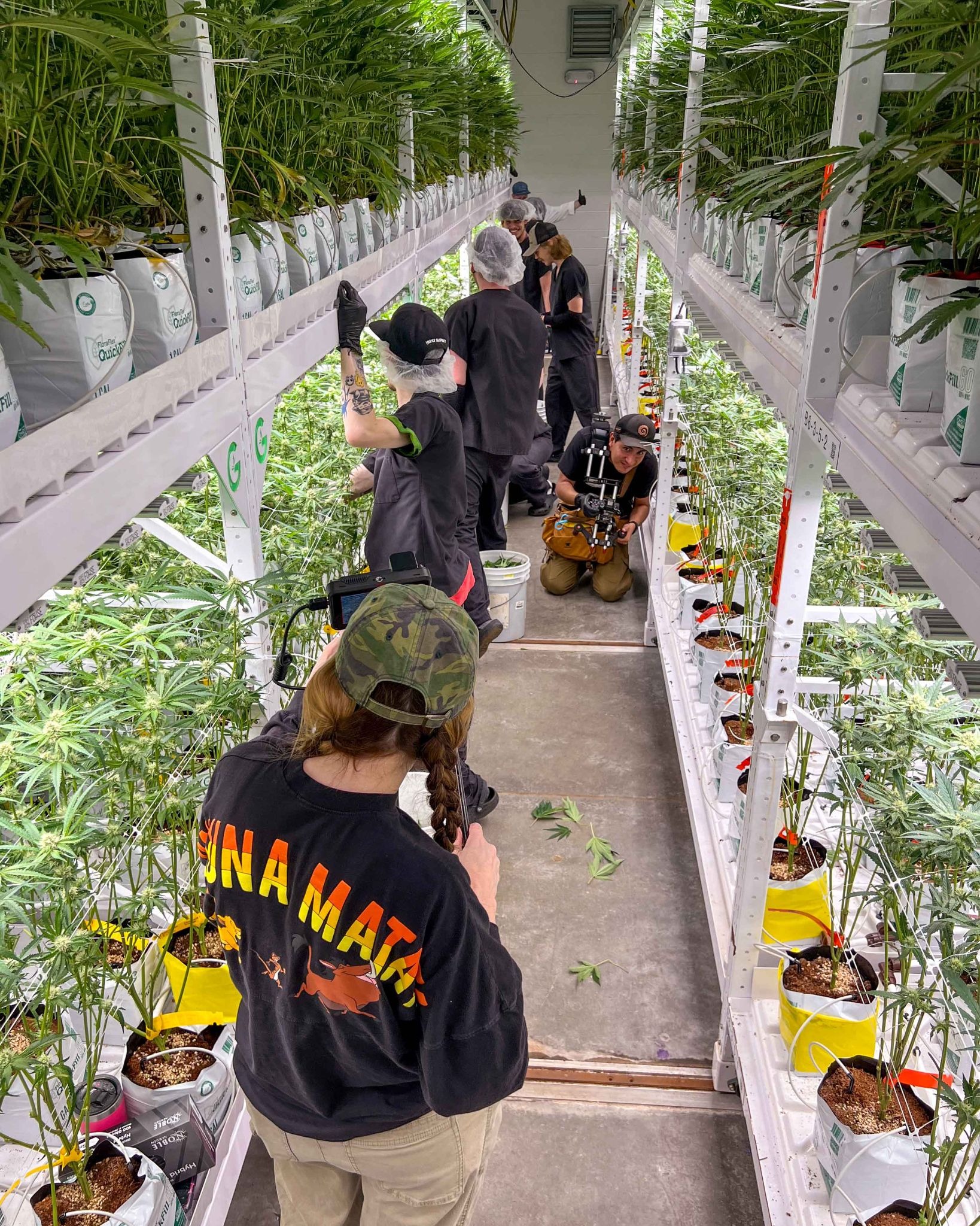 Roots & Reefer documentary film crew in Hakuna Matata shirts filming inside Arkansas cannabis cultivation facility with rows of young marijuana plants.