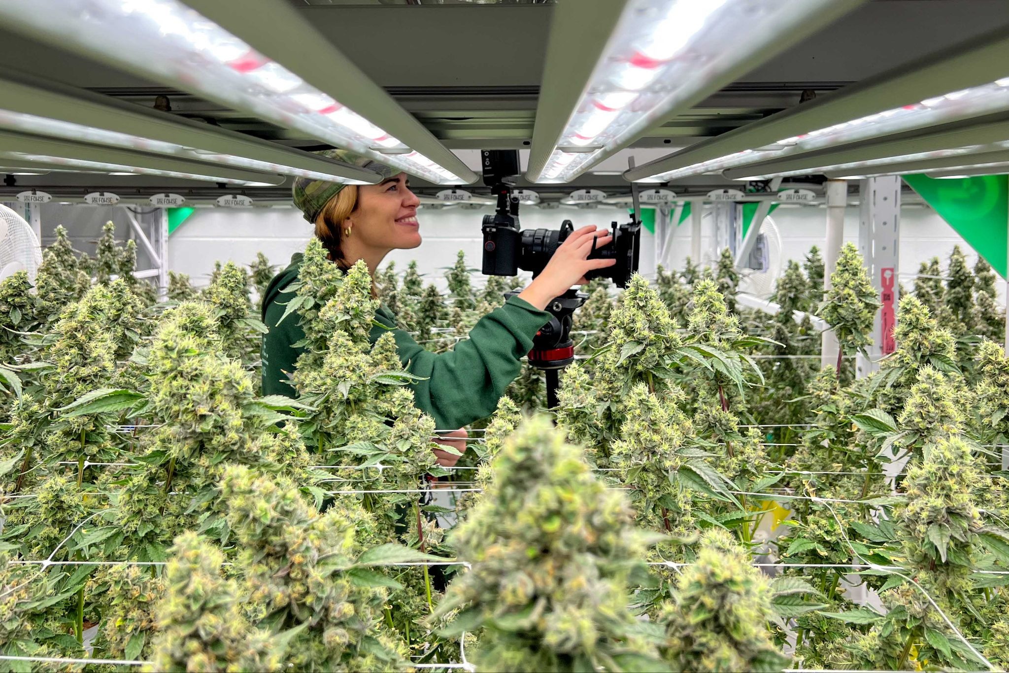 Documentary director filming mature cannabis flower buds up close inside Arkansas medical marijuana grow facility.