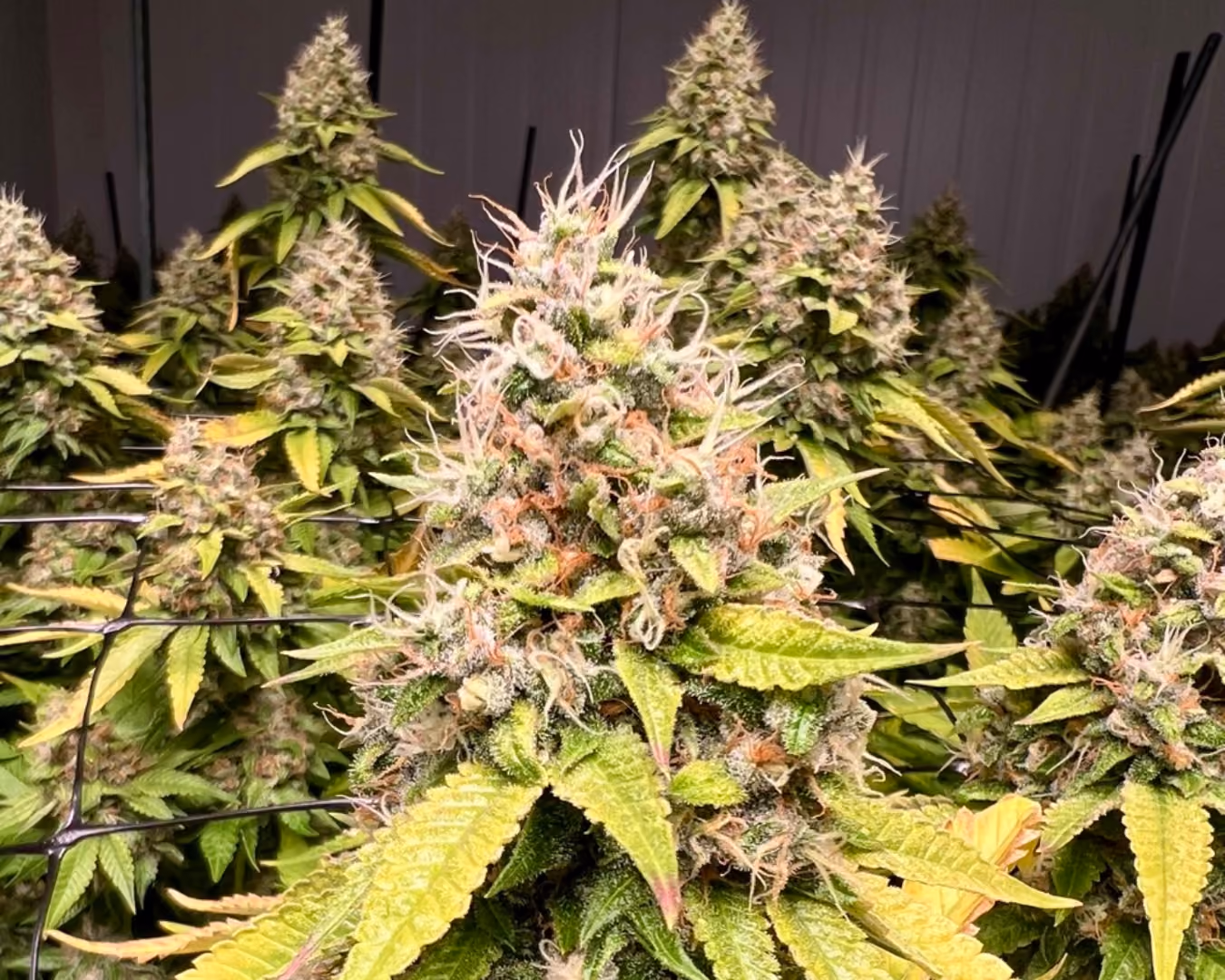Close-up of In The Flow cannabis flower from Harvest 16 showing trichome-covered buds over 30% THC.