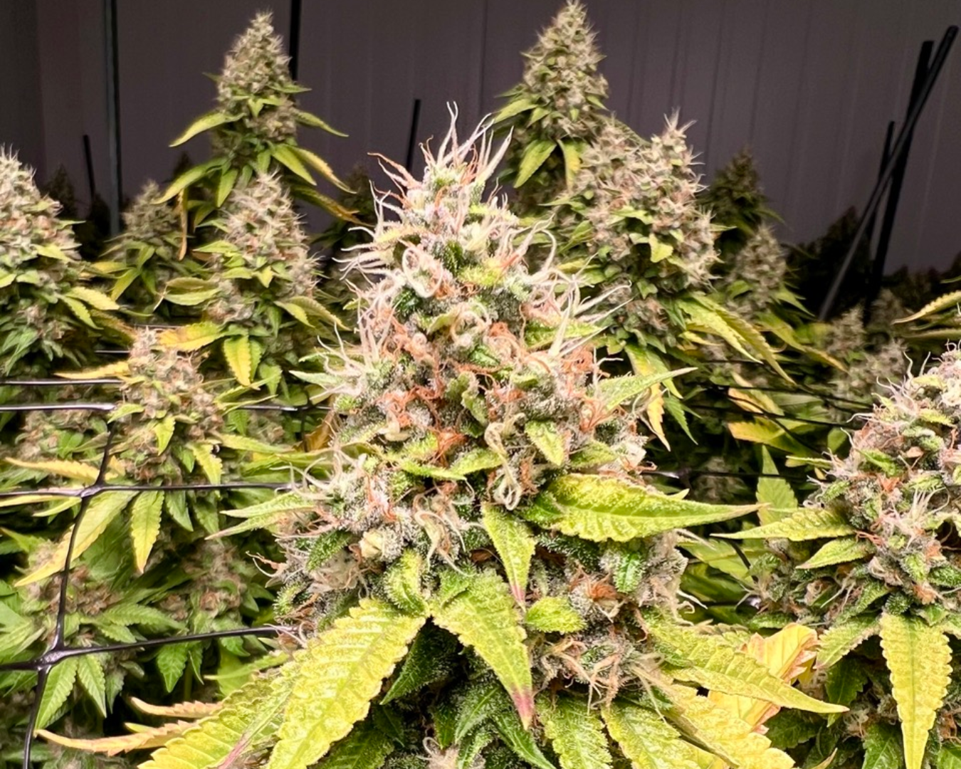 Close-up of In The Flow cannabis flower from Harvest 16 showing trichome-covered buds over 30% THC.