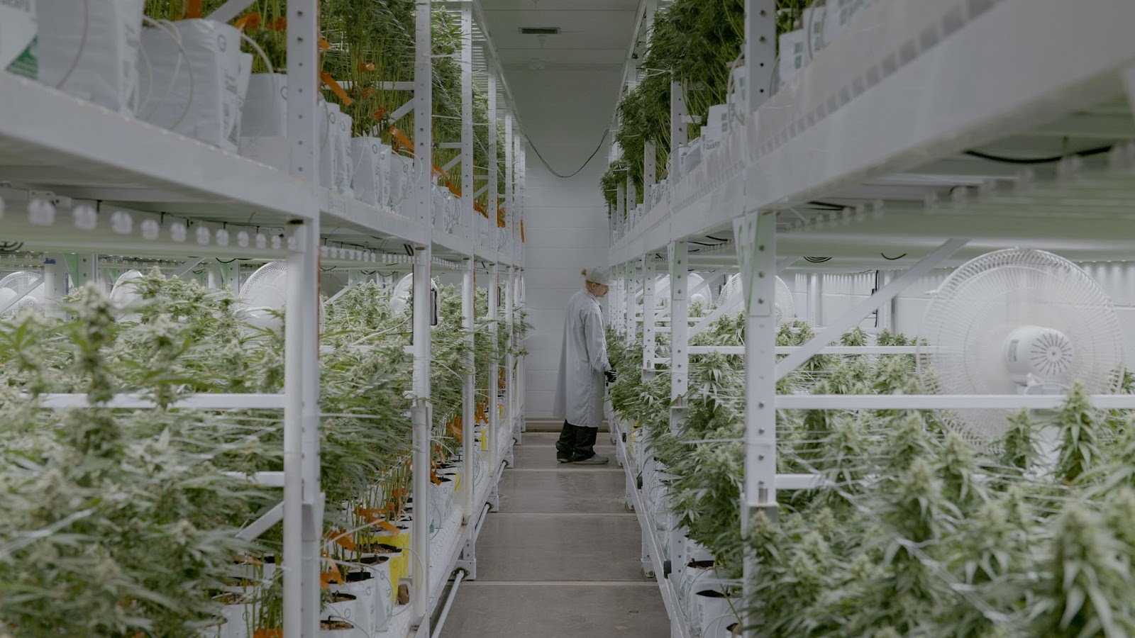 Two-tiered vertical cannabis cultivation room at River Valley Relief showcasing space-efficient rack growing systems with flowering marijuana plants.
