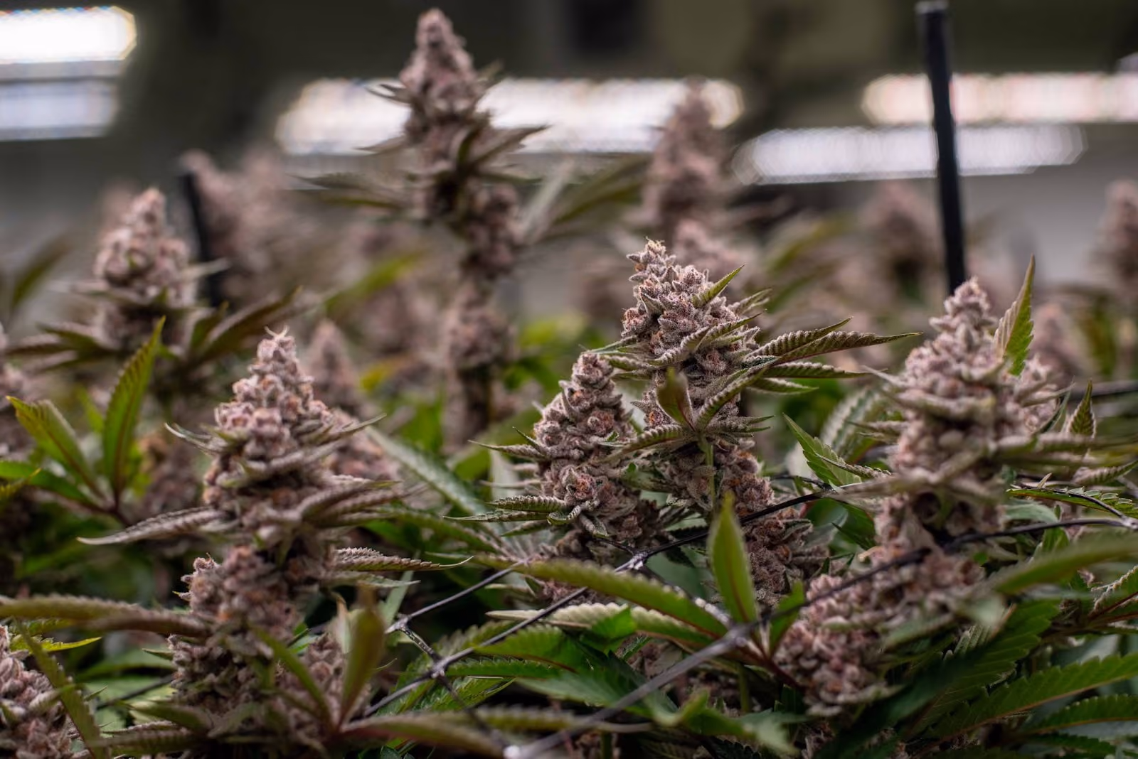 Super Buff Cherry cannabis flower grown at The Source Dispensary in Rogers, Arkansas — a dense, trichome-heavy In The Flow strain with purple hues, photographed at harvest in the cultivation facility.