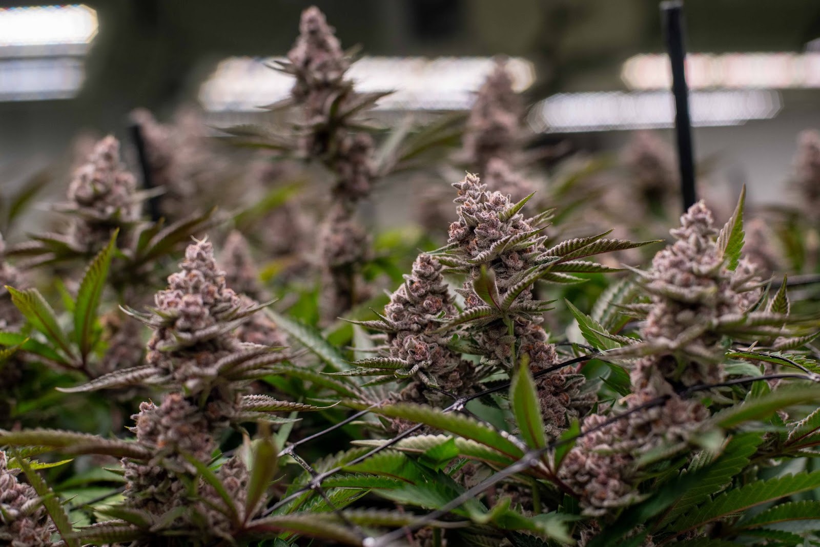 Super Buff Cherry cannabis flower grown at The Source Dispensary in Rogers, Arkansas — a dense, trichome-heavy In The Flow strain with purple hues, photographed at harvest in the cultivation facility.