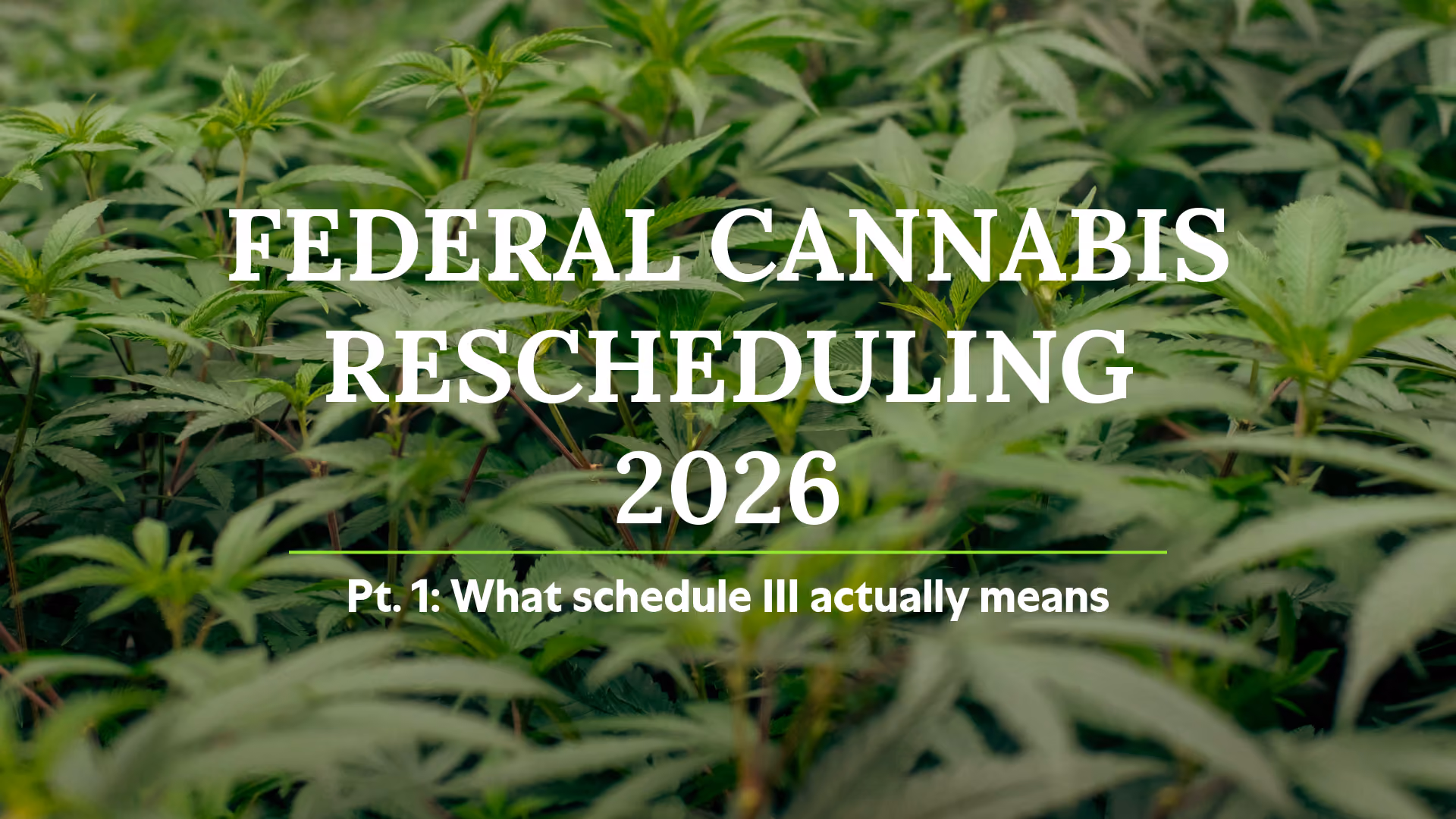 Cannabis plants growing in a dispensary cultivation facility — federal cannabis rescheduling 2026, Schedule III explained for Arkansas medical marijuana patients.