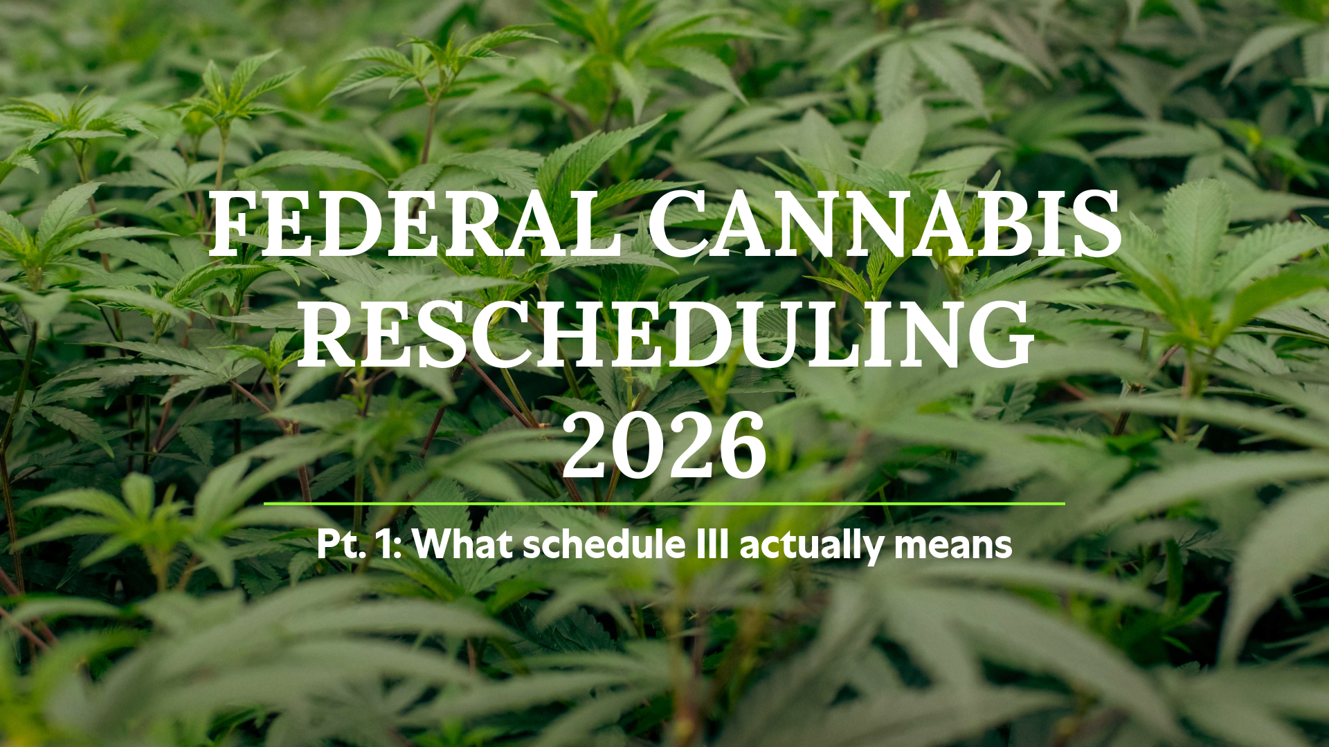 Cannabis plants growing in a dispensary cultivation facility — federal cannabis rescheduling 2026, Schedule III explained for Arkansas medical marijuana patients.