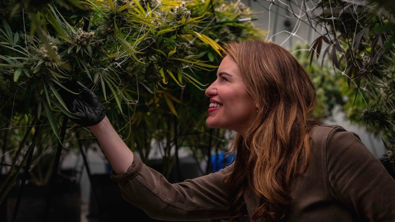 Amanda Strickland, CEO of The Source Cannabis, inspecting plants in the dispensary's boutique grow in Rogers, Arkansas.